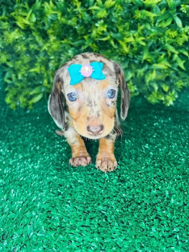 Filhotes dachshund