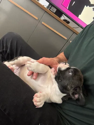 Lindo filhote de Bulldog Francês macho, com 3 meses de idade, saudável e muito brincalhão.