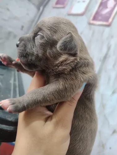 Fêmea de American Bully 