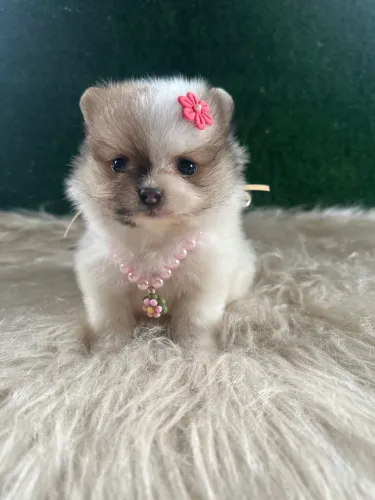 Lulu da Pomerânia anão fêmea