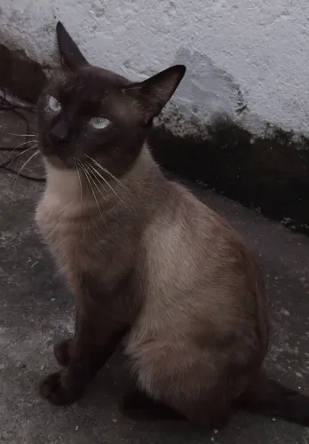 Doação se gato