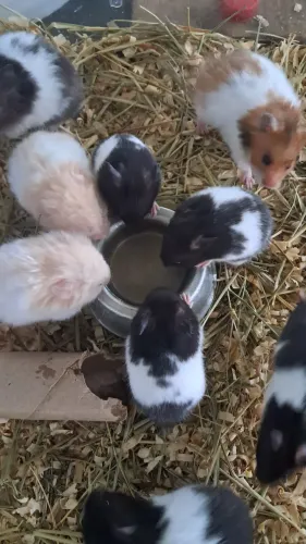 Hamster Sírio Fofinhos 