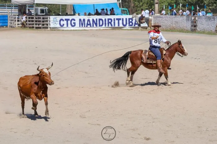 Vendo cavalo crioulo de total confiança - excelente oportunidade.