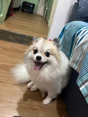 Lulu da pomerania