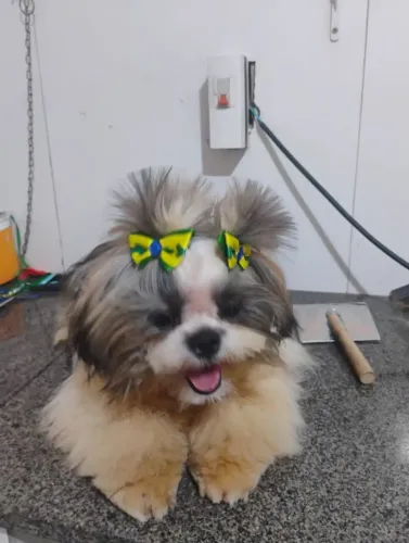 Shitzu