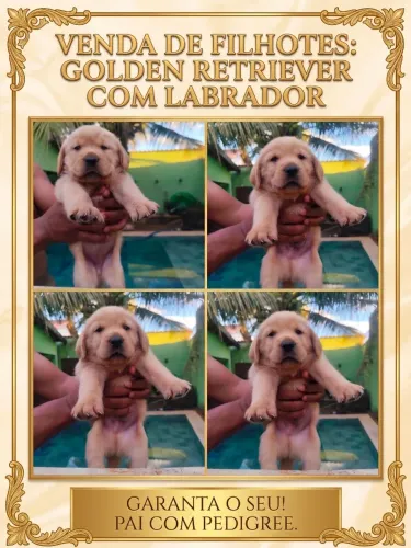 Lindos Filhotes de Goldador (Golden Retriever + Labrador)