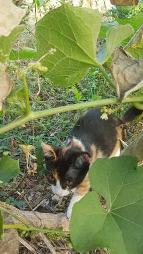 Doação De Filhotes De Gato