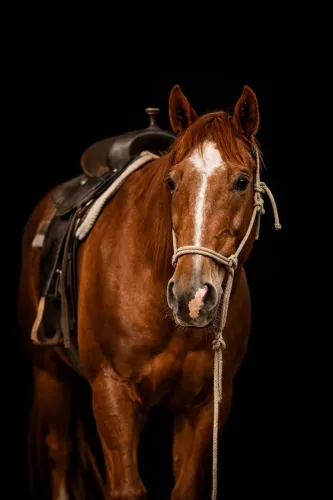 Cavalo Quarto de Milha 