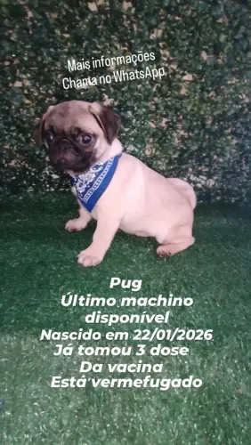 Pug macho mini valor correto e no zap