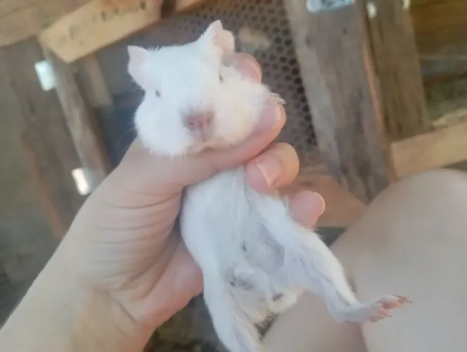 Porquinho da índia macho