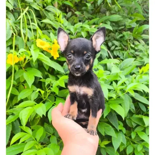 Pinscher miniatura so 550. pais no local