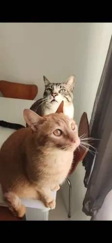 Gatos para doação