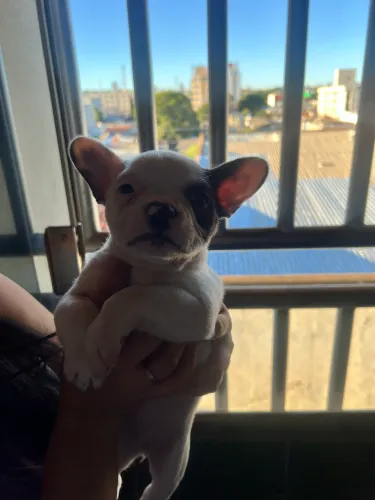 Cachorro
