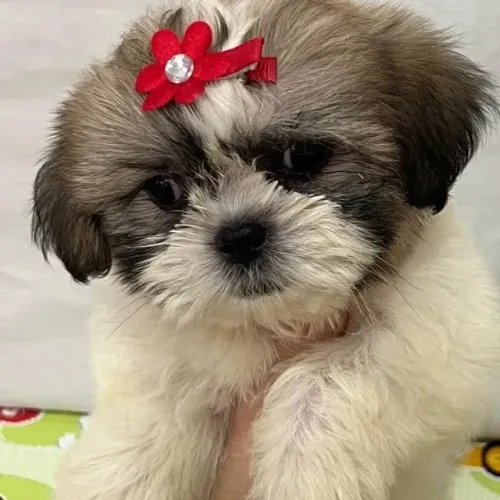 Shih Tzu de Excelente Linhagem