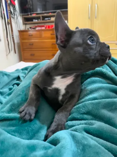 Filhote de Bulldog Francês Blue - macho 