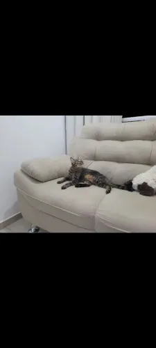 Doação de Gatinha