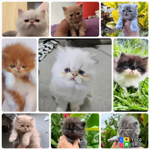 Filhotes de Gato Persa