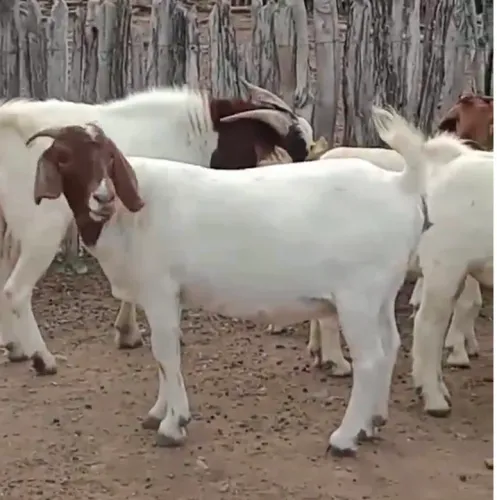 Cabras e Bodinhos Boer a venda 