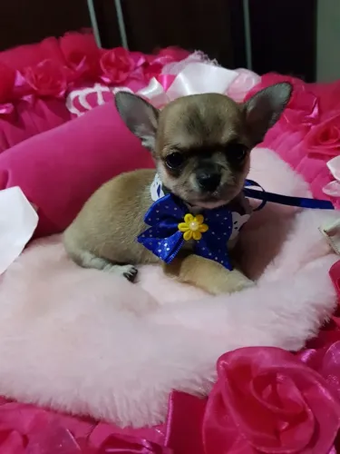 Chihuahua machinho com 51 dias vacinado e com pedigree na cor marrom - Alberto