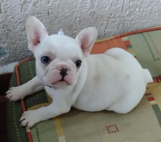 Bulldog frances Deu a Louca na Reborn pets, SUPER PROMOÇÂO Para aquisição imediata 