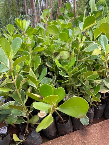 Muda de Clusa Variegata 