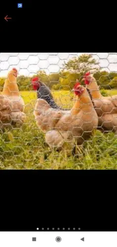 Tela galinheiro 1,5 altura