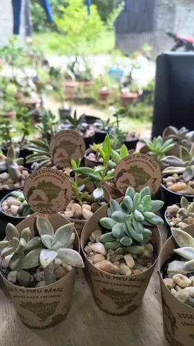 Cactos e suculentas personalizadas