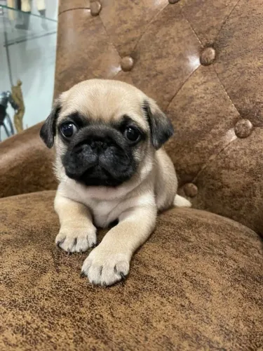 Filhotes de Pug | Cada um mais lindo que o outro!