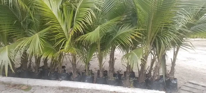 MUDAS COQUEIRO ANÃO