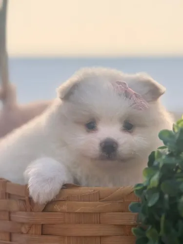 Spitz Alemão menina. Pelagem farta bicolor