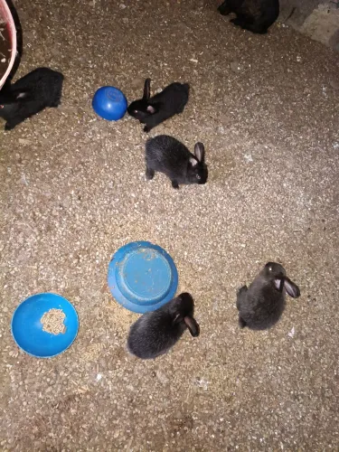 Filhotes de Coelhos