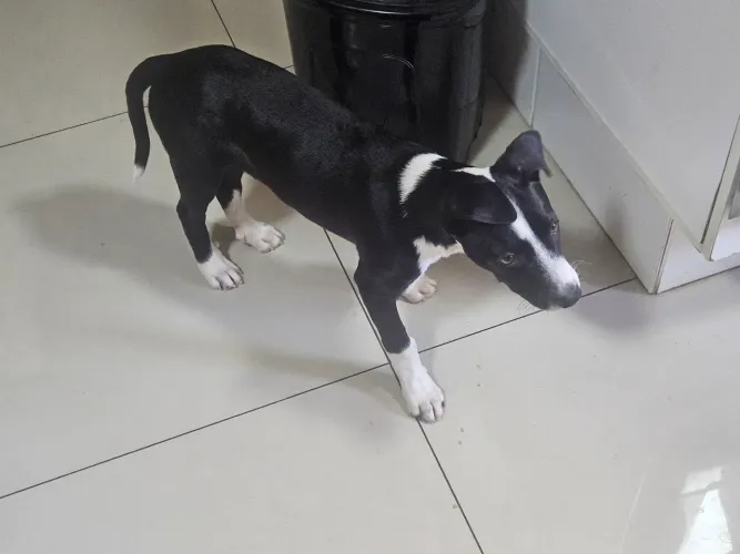 Doa-se cachorro com 85 dias.