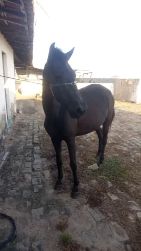 Égua mansa de sela