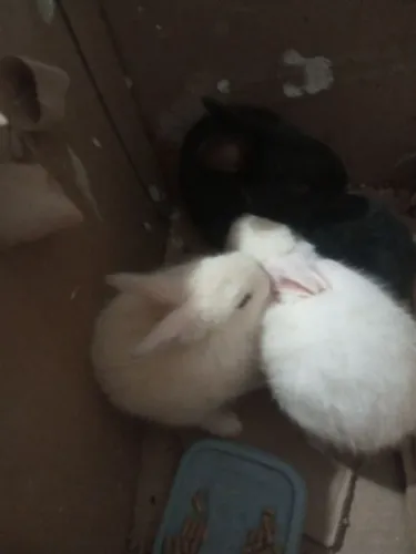Vende-se coelhos 