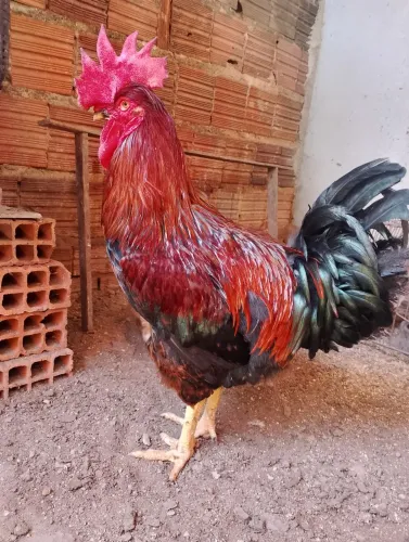 Galo gsb