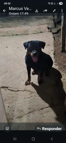 FILHOTE DE ROTTWEILER