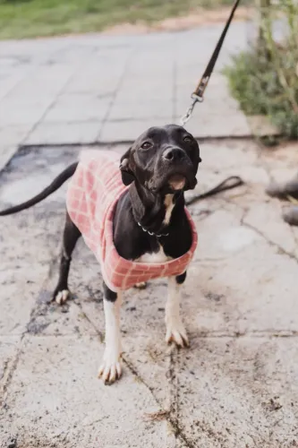 Pit Bull fêmea adoção