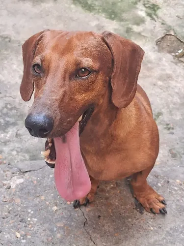 disponivel padrador dachshund tam padrao