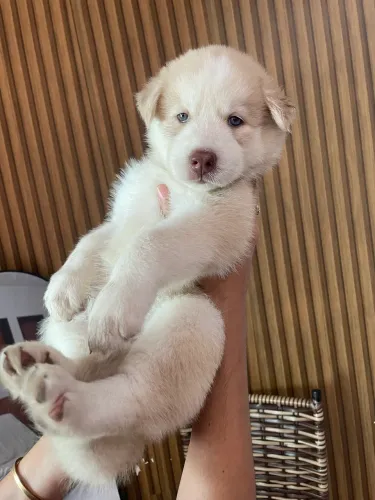 Husky siberiano machos disponíveis