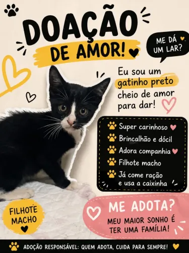 Gato filhote macho dócil 