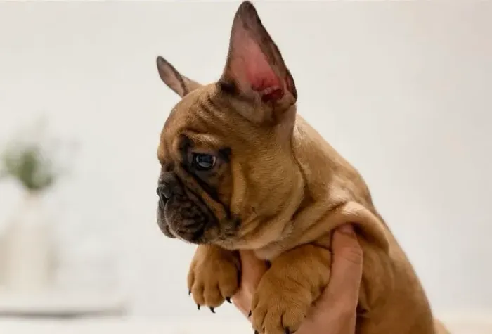 Bulldog Francês Macho