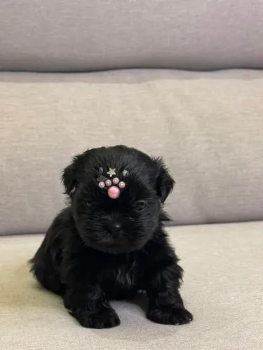  Filhotes de Shih-Tzu  Machos e Fêmeas Disponíveis 