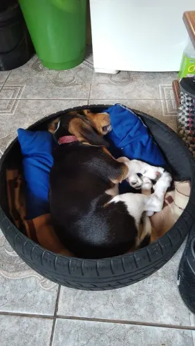 Cachorro Beagle filhote