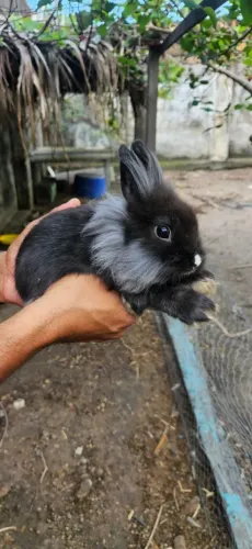 Coelhos cabeça do Leão