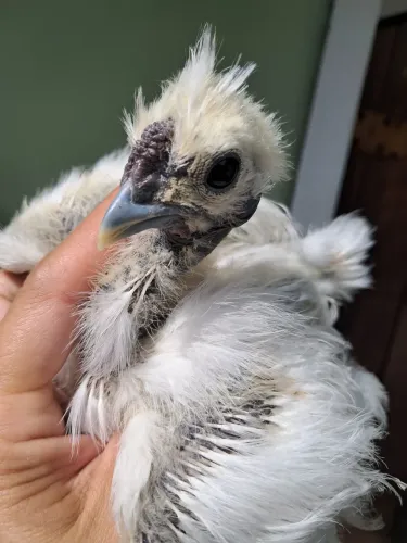 Galinha sedosa do Japão 