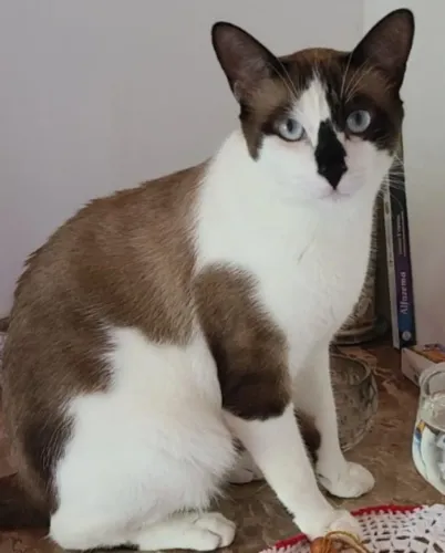 Animais de estimação 