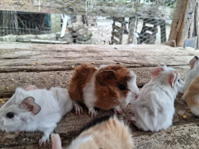 Porquinho da Índia