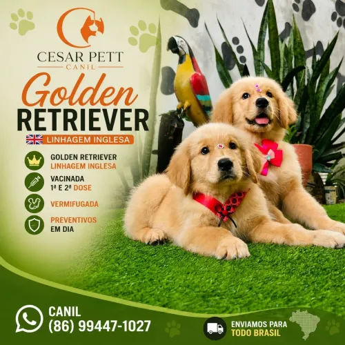 Golden Retriever Disponíveis Canil Teresina Trabalhamos com todas as raças 