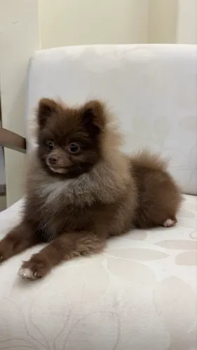 Spitz Alemão Anão Padreador