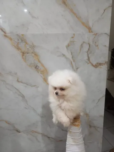 vendo lindos filhotes de lulu ursinho já estão com a primeira dose de vacina importada